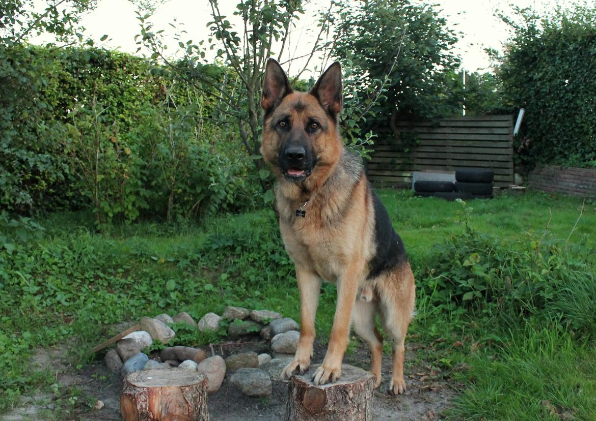 Schæferhund Kato billede 22