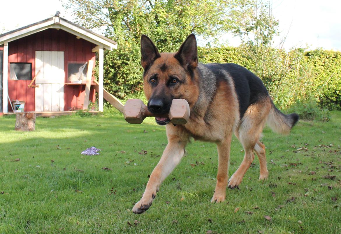 Schæferhund Kato billede 23