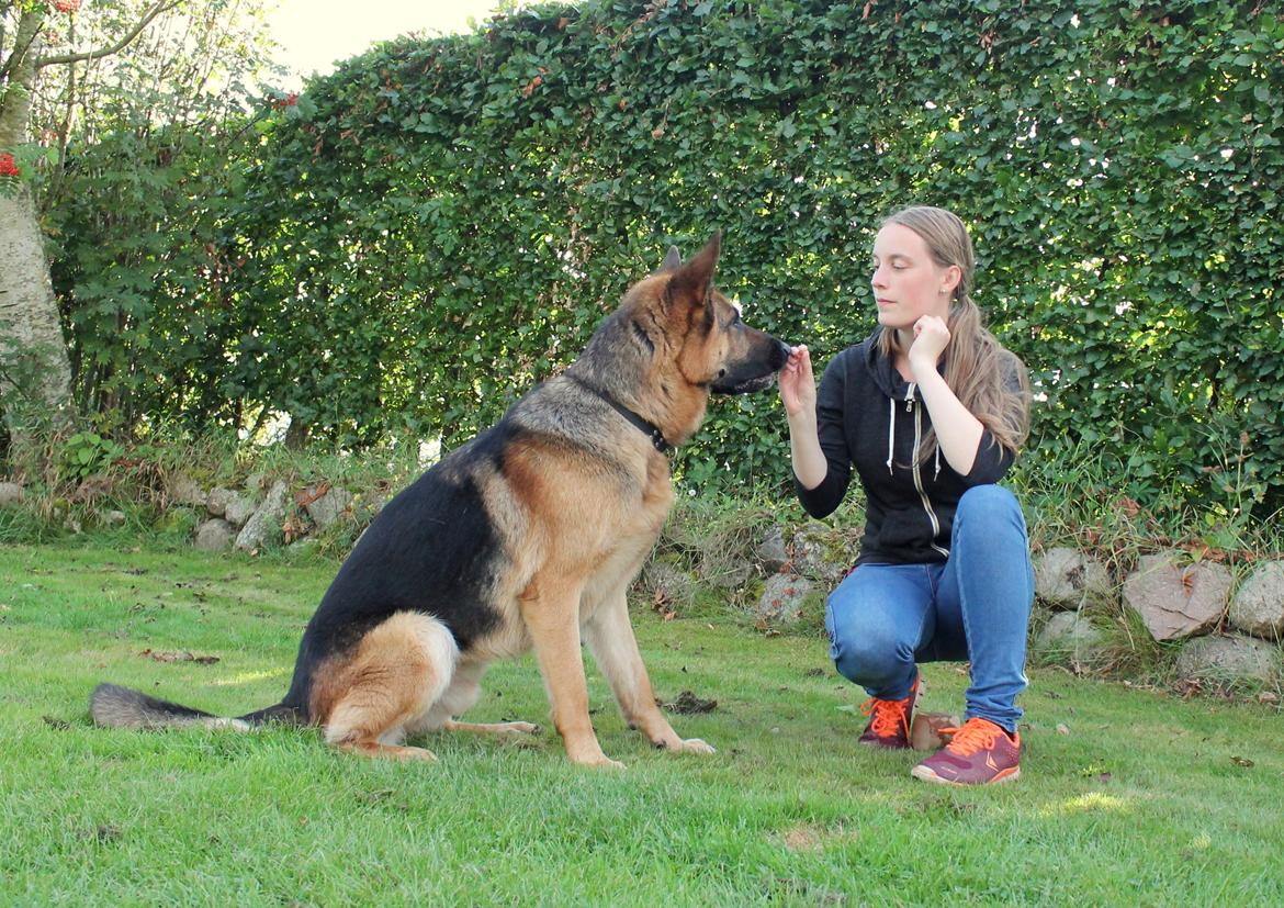 Schæferhund Kato billede 25