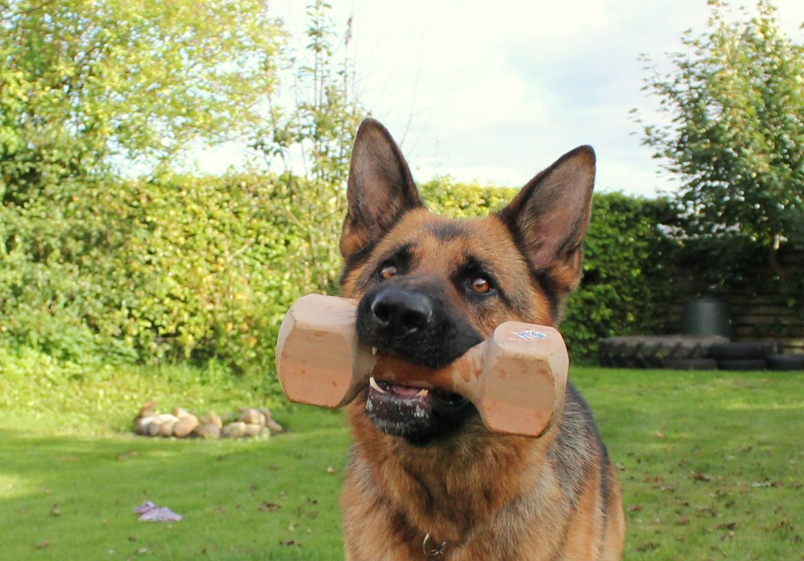 Schæferhund Kato billede 27