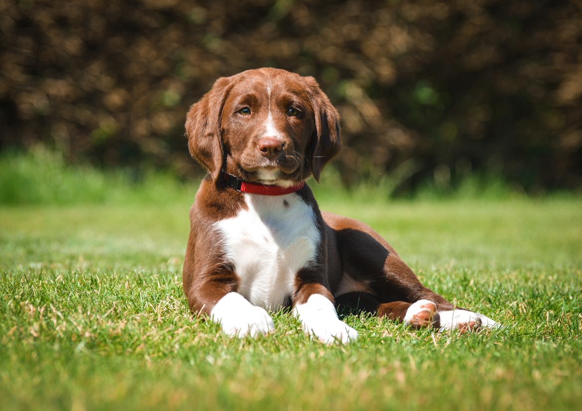 Blanding af racer Nellie billede 12