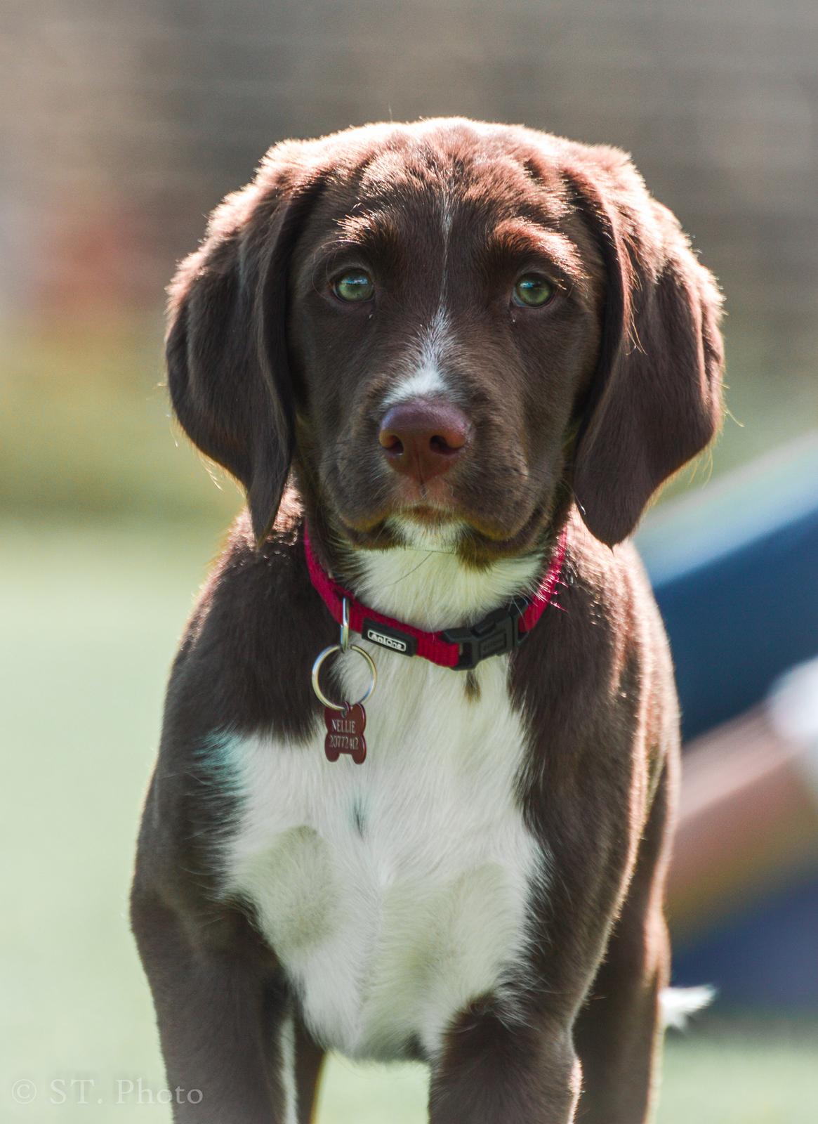 Blanding af racer Nellie billede 10