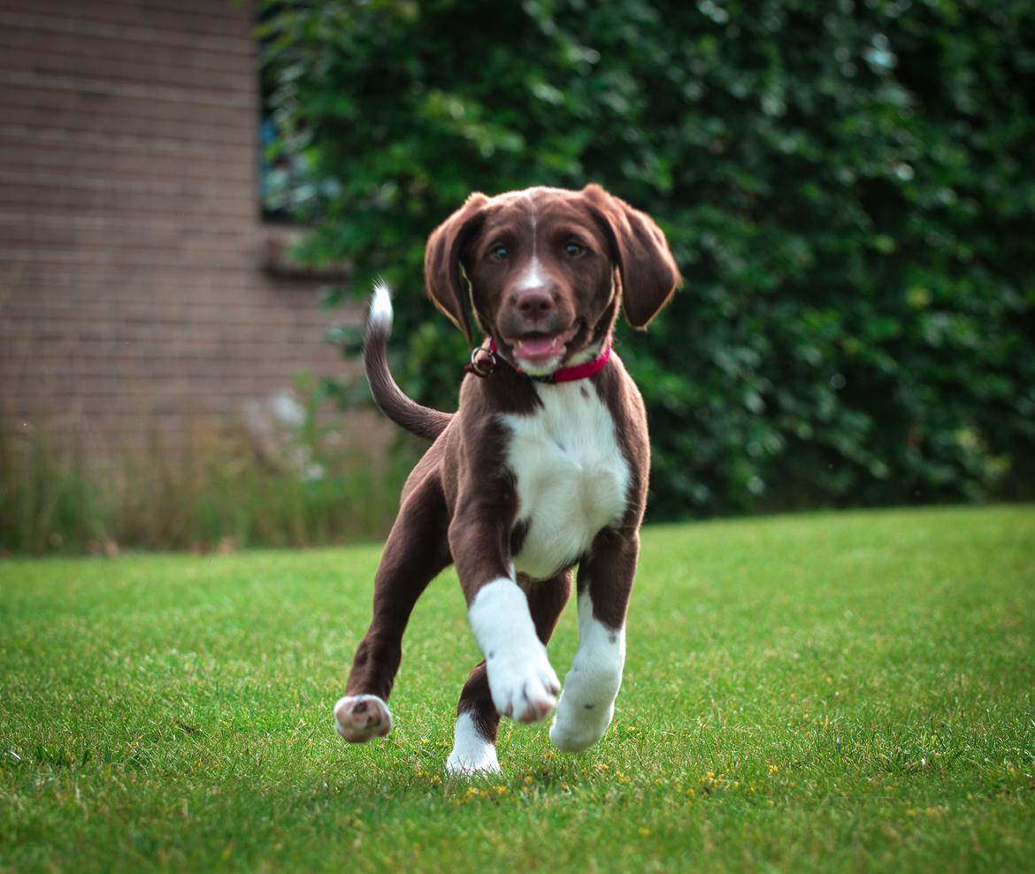 Blanding af racer Nellie billede 17
