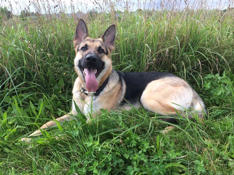 Schæferhund Thor - 1 år  billede 1