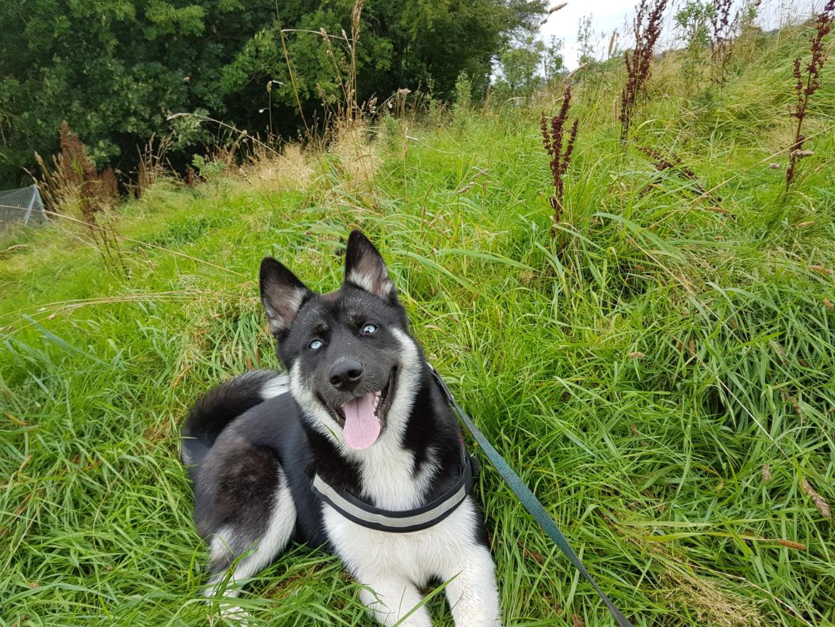 Siberian husky Cindy billede 24