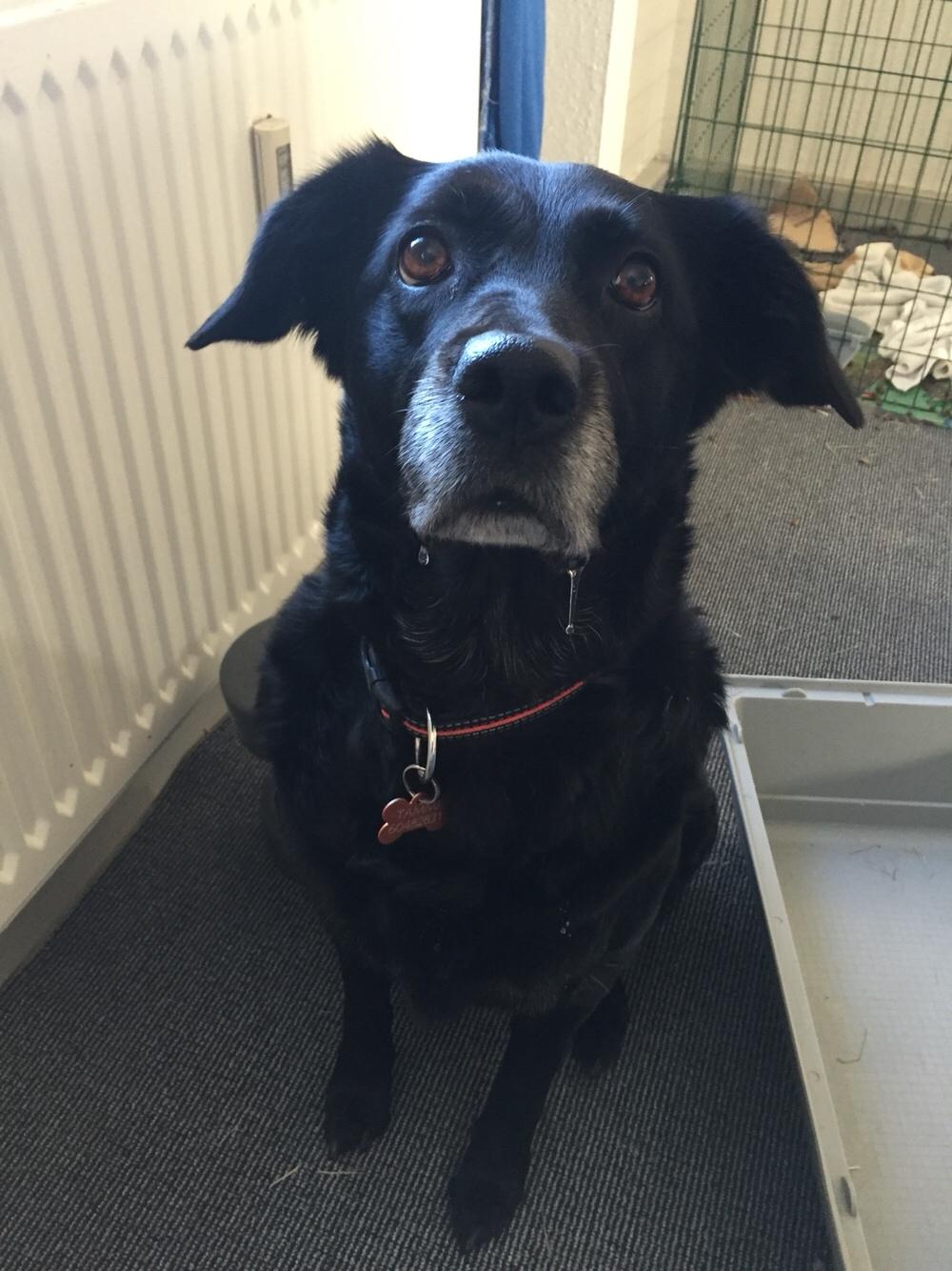 Blanding af racer Tammi - *savle savle* gi mig nu det mad, far billede 4