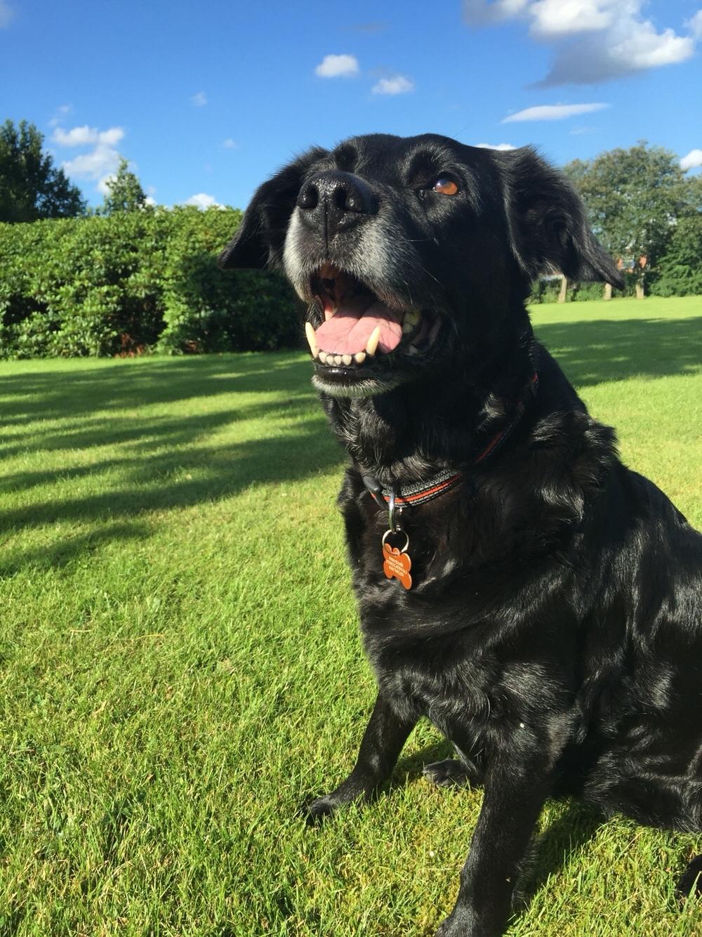 Blanding af racer Tammi billede 6