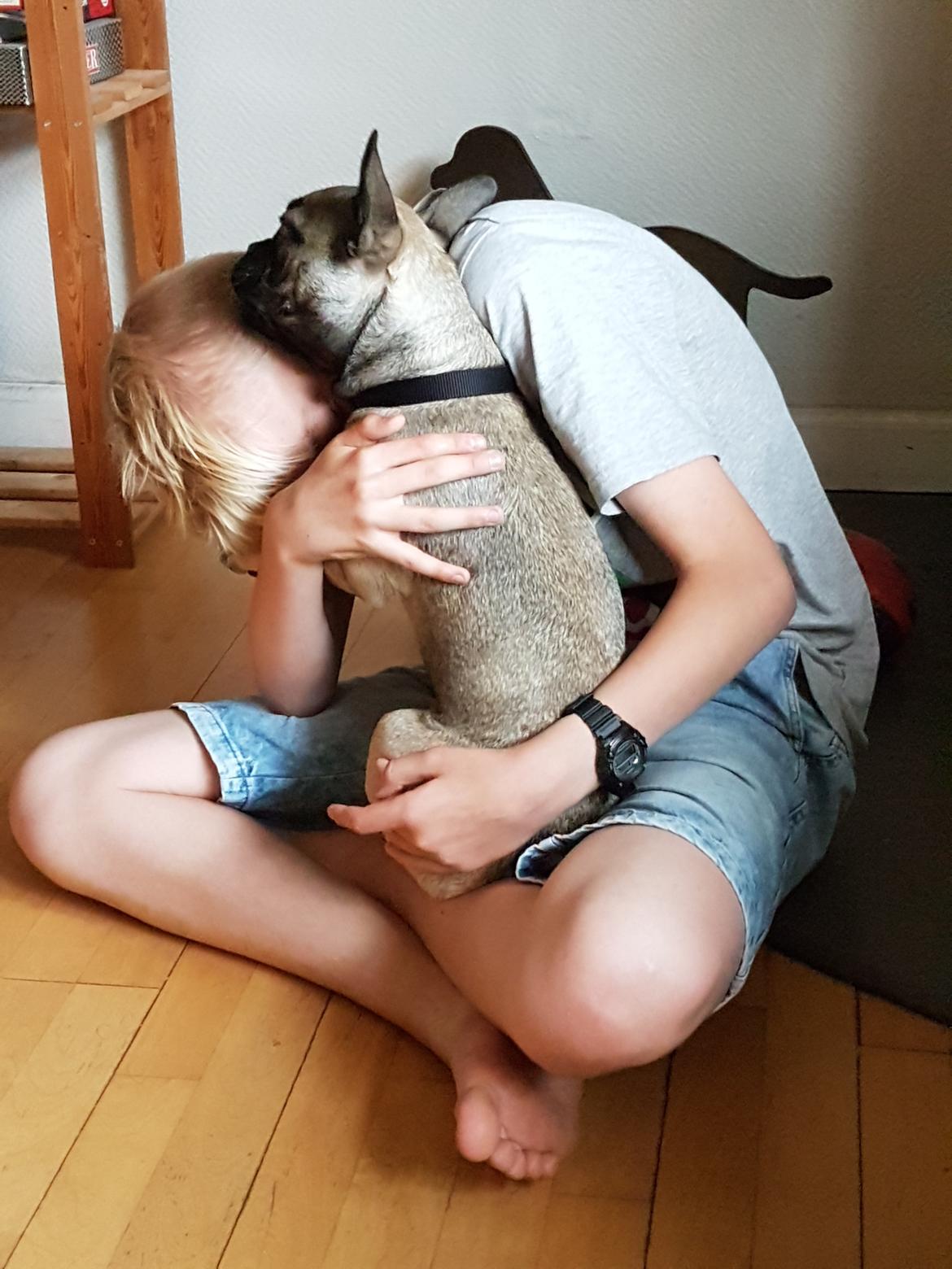 Fransk bulldog Charlie billede 20