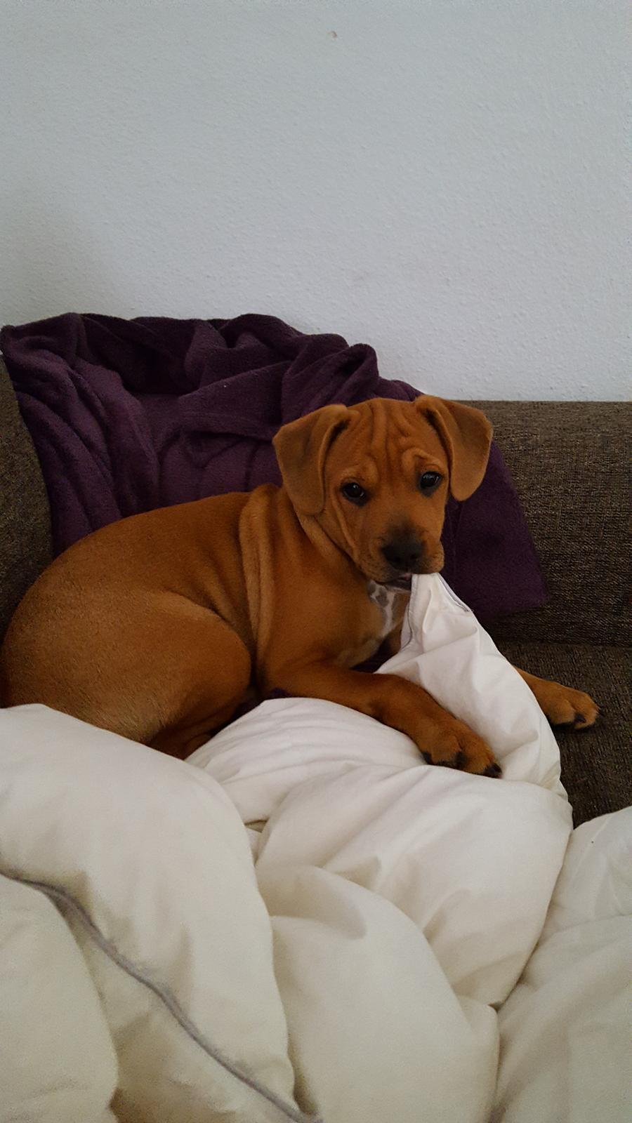 Blanding af racer Topper billede 1