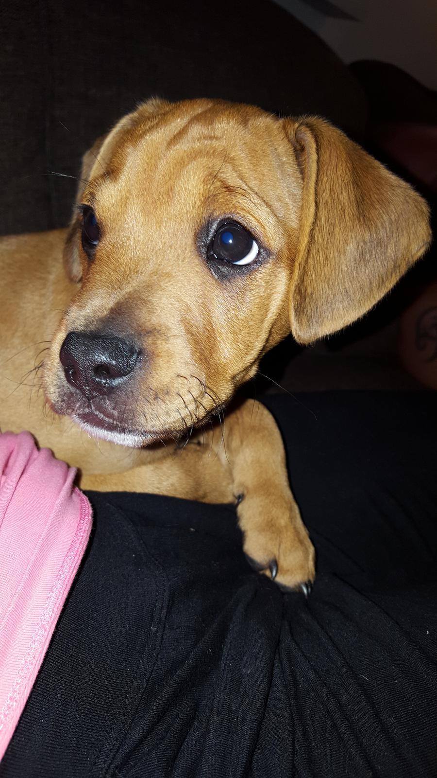 Blanding af racer Topper billede 2