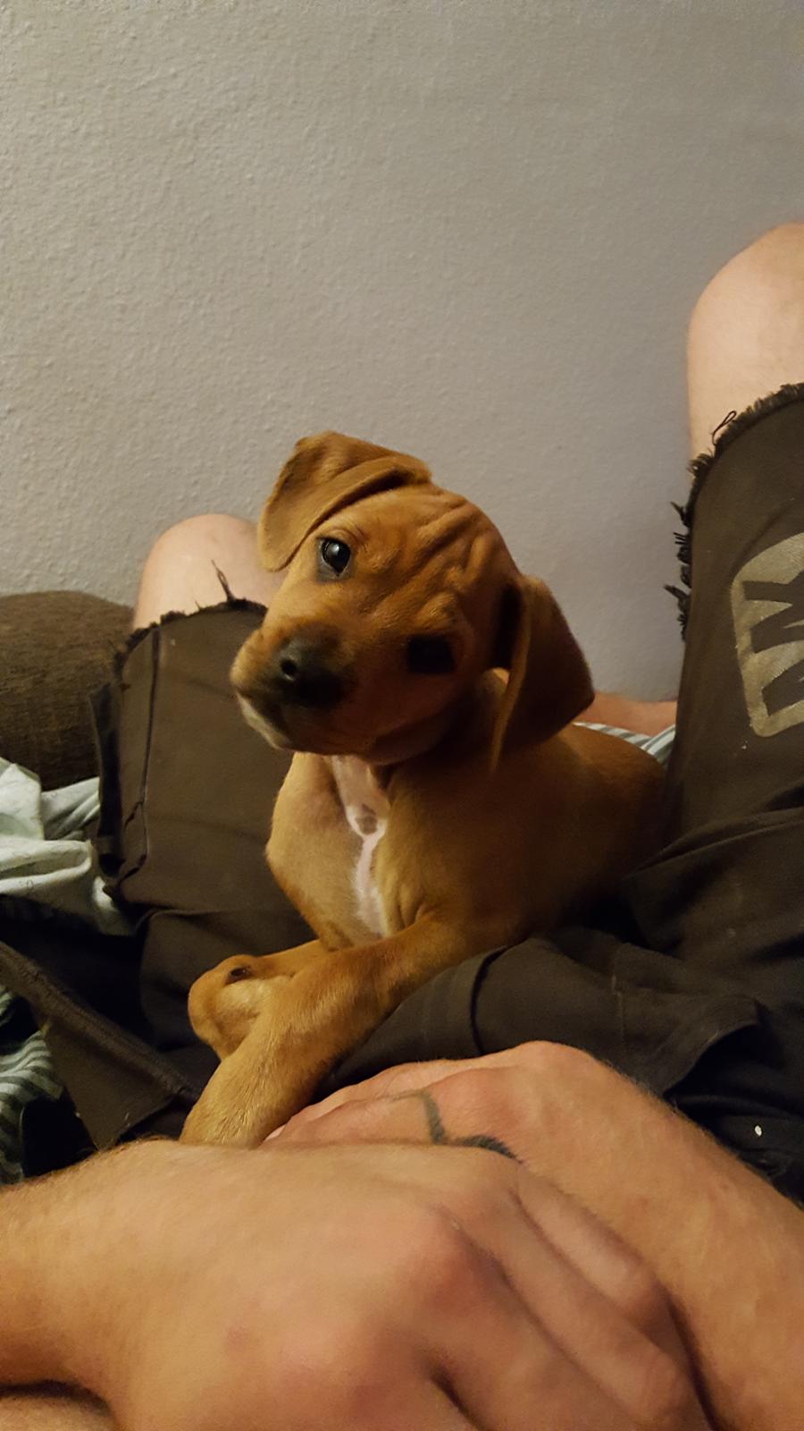 Blanding af racer Topper billede 3