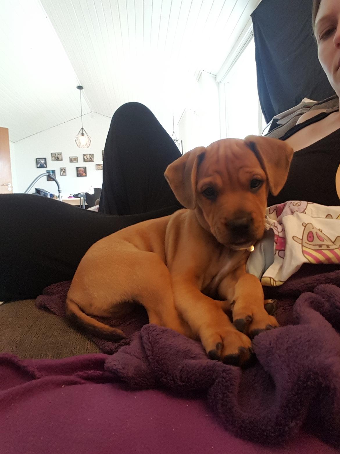 Blanding af racer Topper billede 4