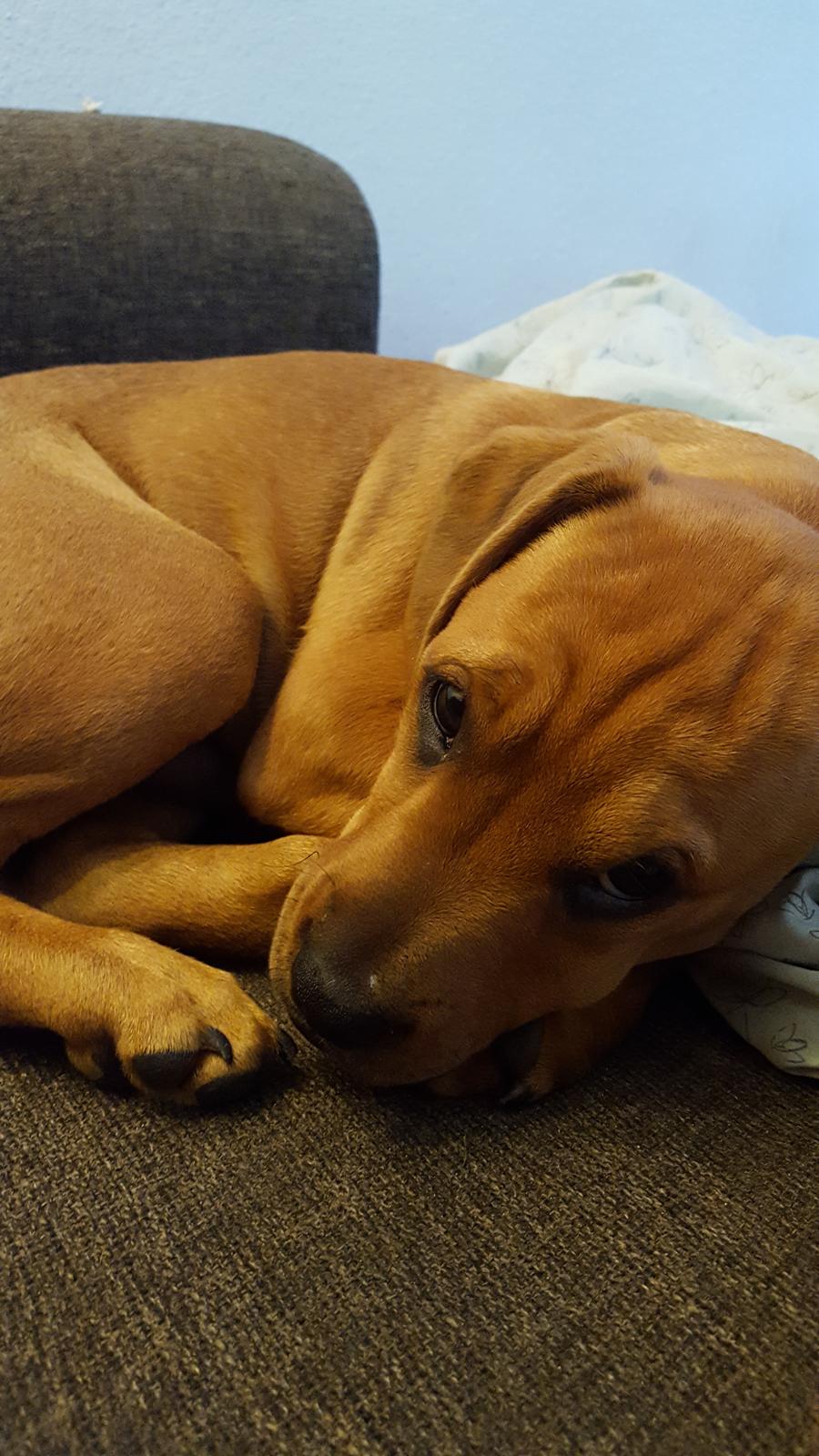 Blanding af racer Topper billede 5