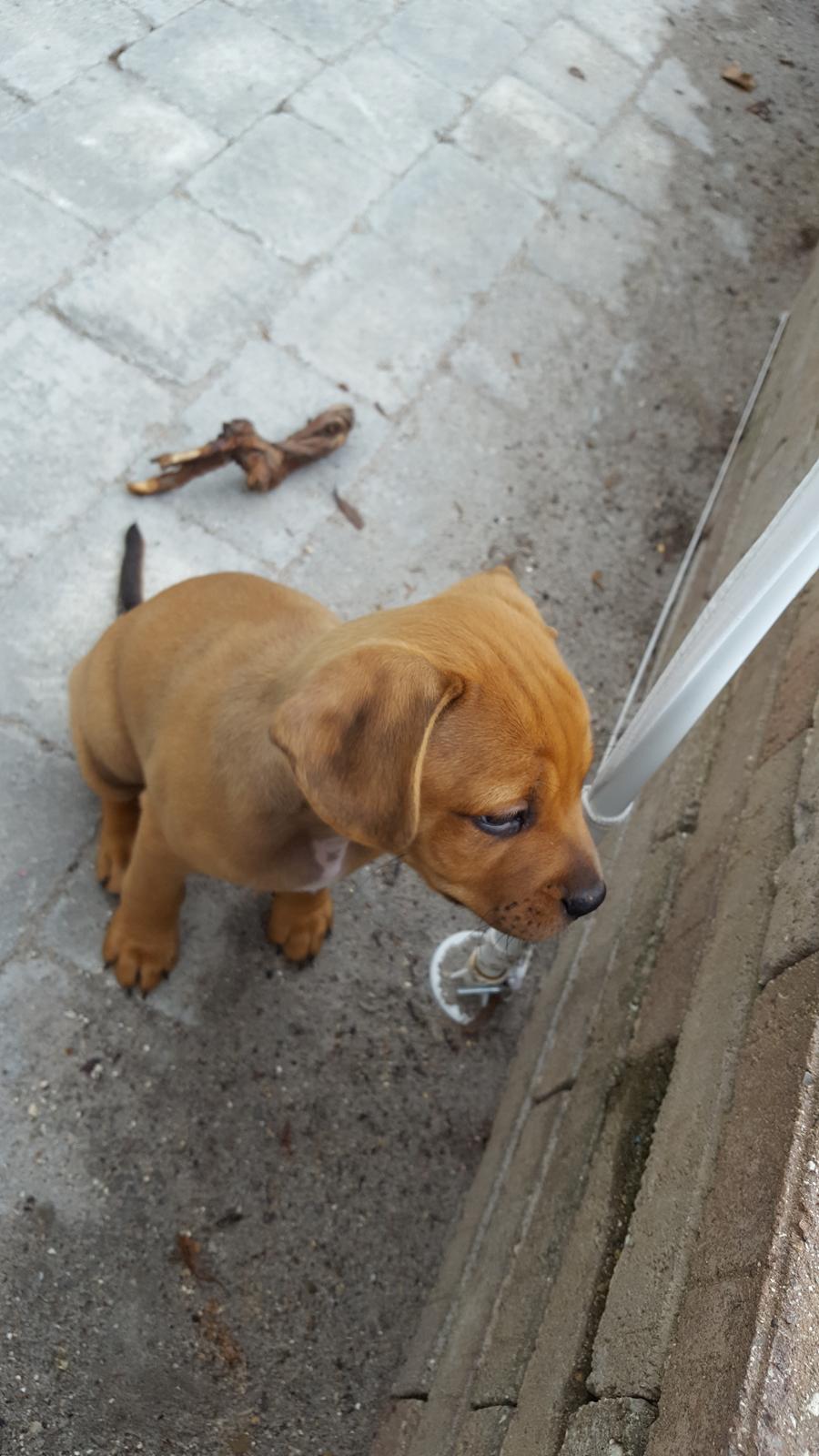 Blanding af racer Topper billede 6