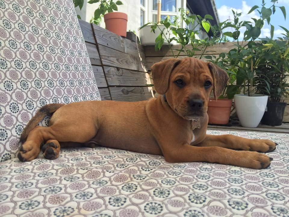 Blanding af racer Topper billede 7