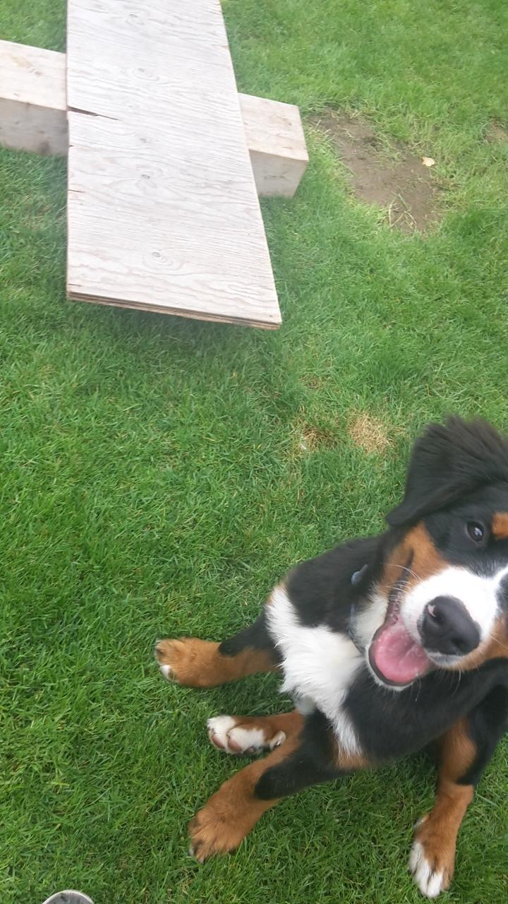 Berner sennenhund Dumle billede 16