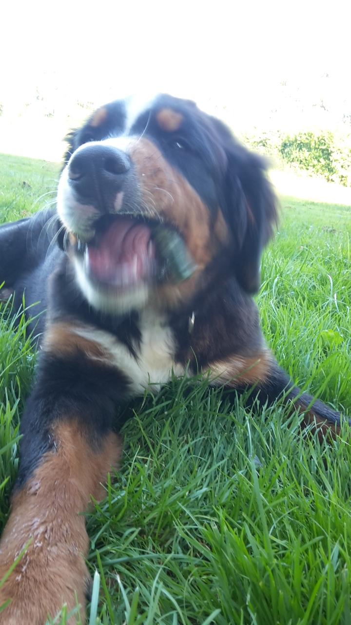 Berner sennenhund Dumle - Mmmm lækkert kødben  billede 17