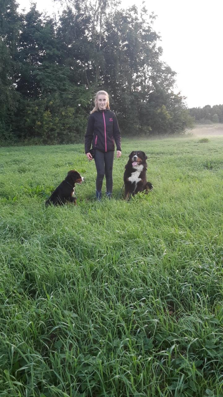 Berner sennenhund Dumle - Når mor, balou og jeg er ude i det høje græs  billede 18