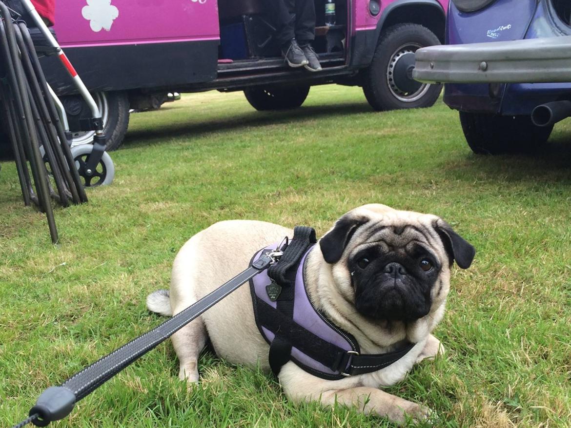 Mops Martha  - her var Martha med til vw træf i vallø billede 14