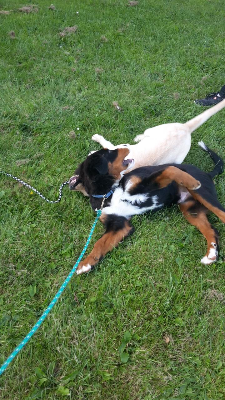 Berner sennenhund Dumle - Mig og min gode veninde elsker og lege  billede 19