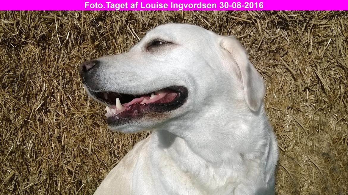 Blanding af racer †Puk† billede 16