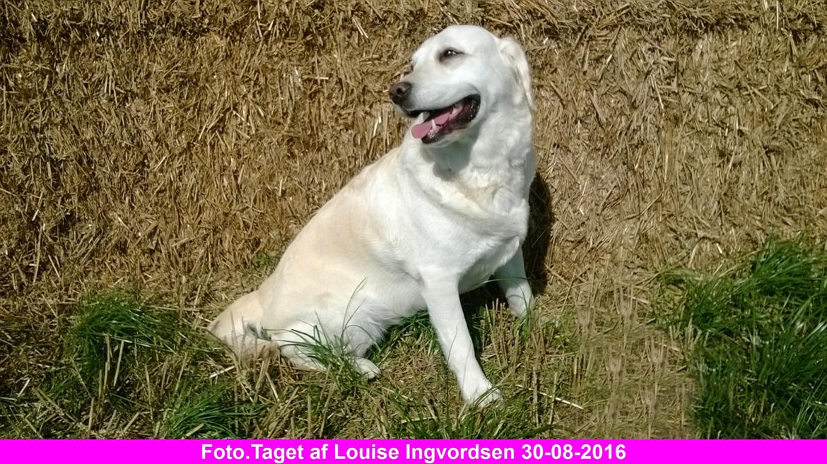 Blanding af racer †Puk† billede 45