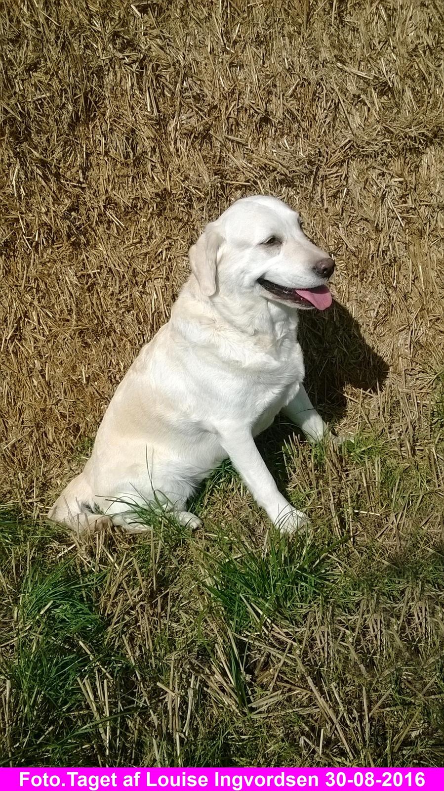 Blanding af racer †Puk† billede 31