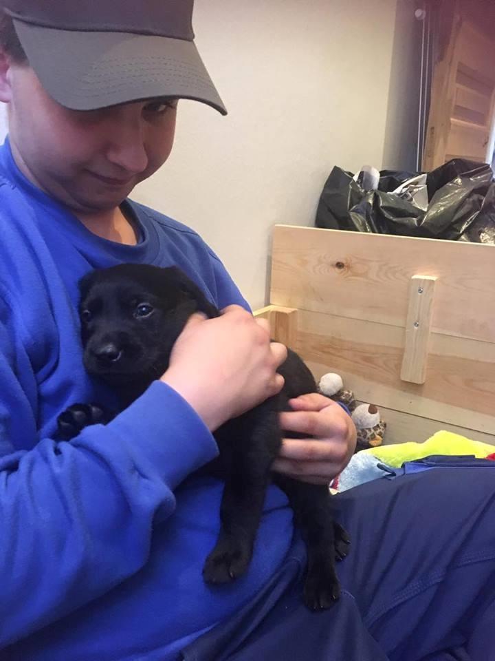 Labrador retriever brownie billede 1