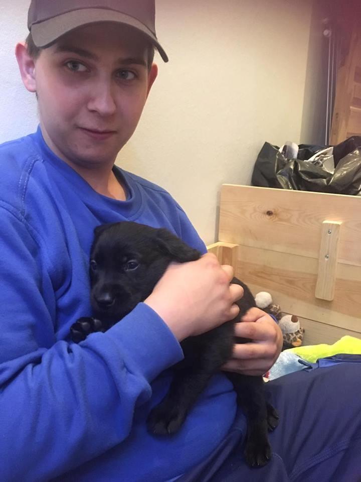 Labrador retriever brownie billede 2