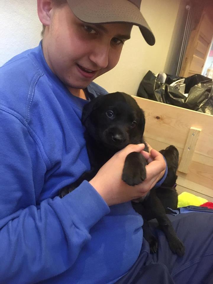 Labrador retriever brownie billede 3