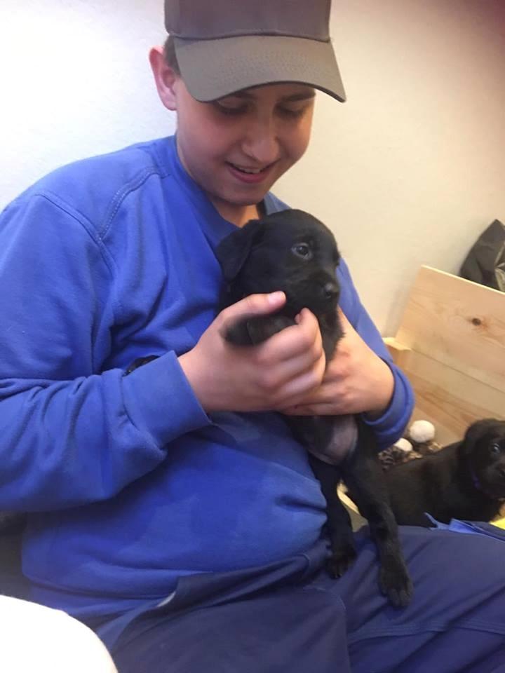 Labrador retriever brownie billede 4