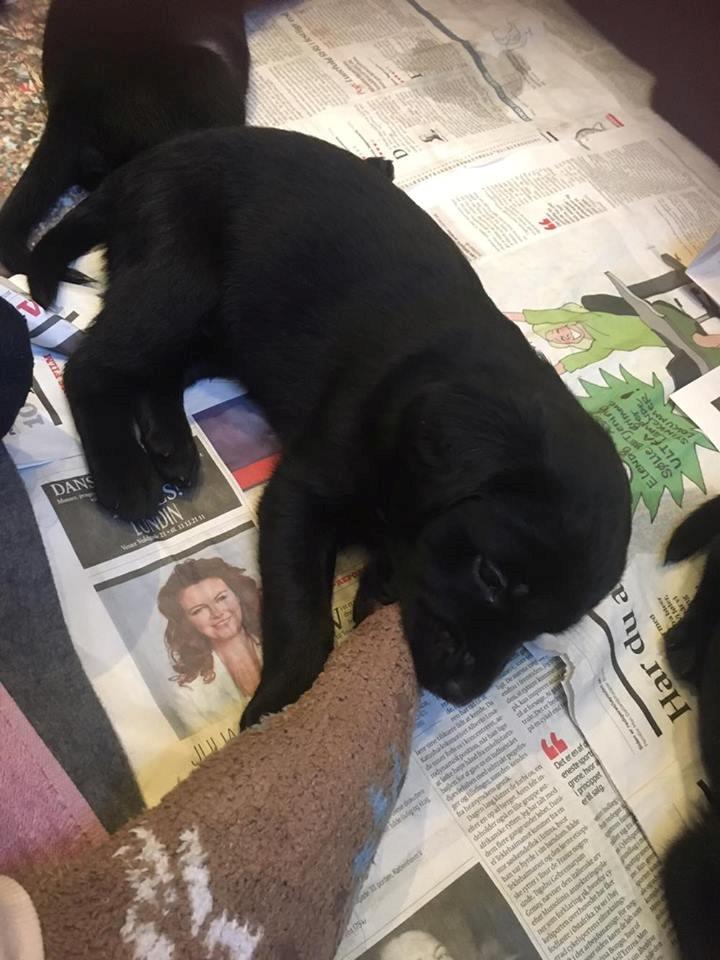 Labrador retriever brownie billede 5