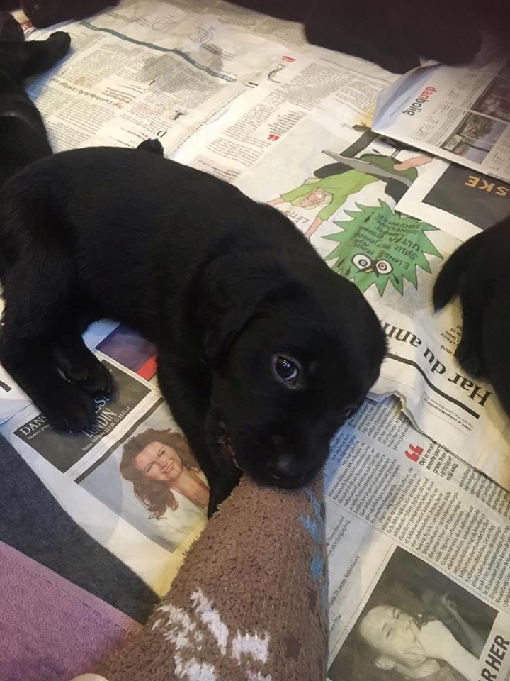 Labrador retriever brownie billede 6