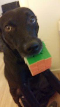 Blanding af racer bella - bella har løst hendes proffessor terning :) billede 1