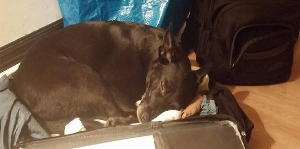 Blanding af racer bella billede 2