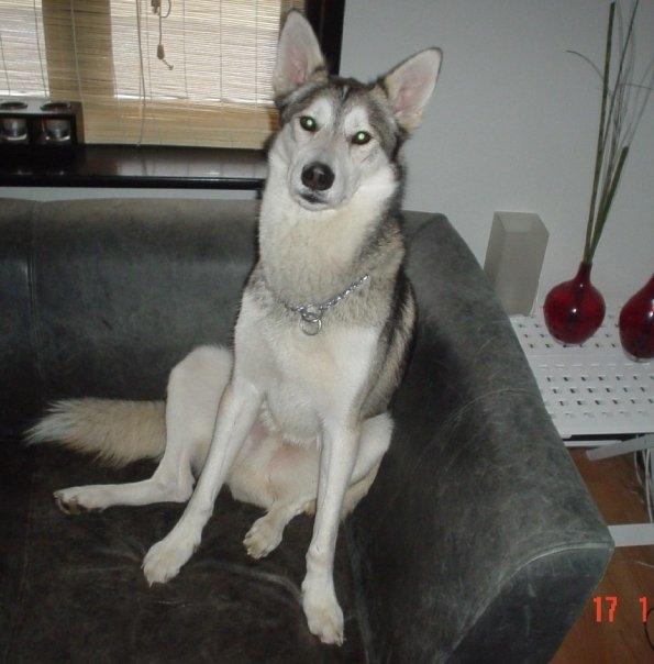 Blanding af racer bella billede 4