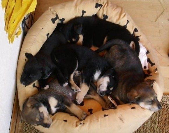 Blanding af racer bella billede 5