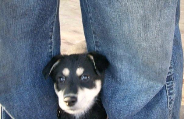 Blanding af racer bella billede 6