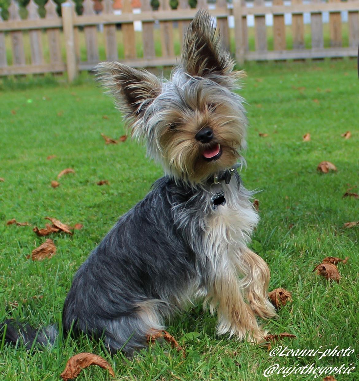 Yorkshire terrier Cujo billede 47