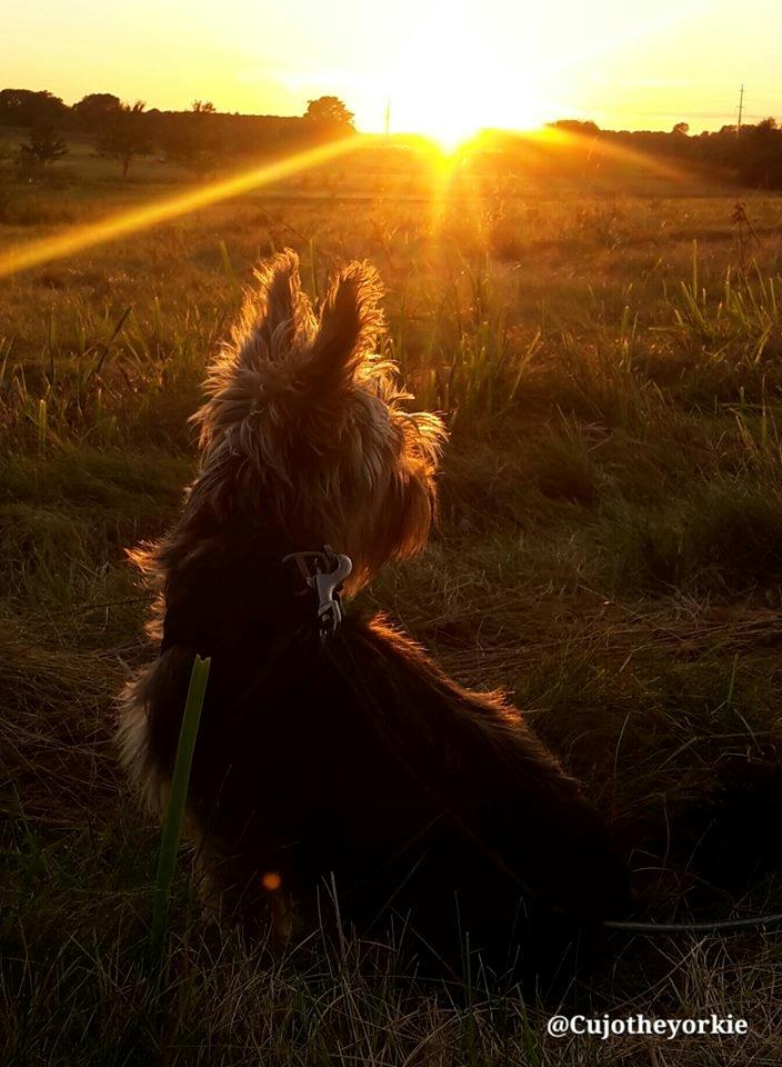 Yorkshire terrier Cujo billede 49