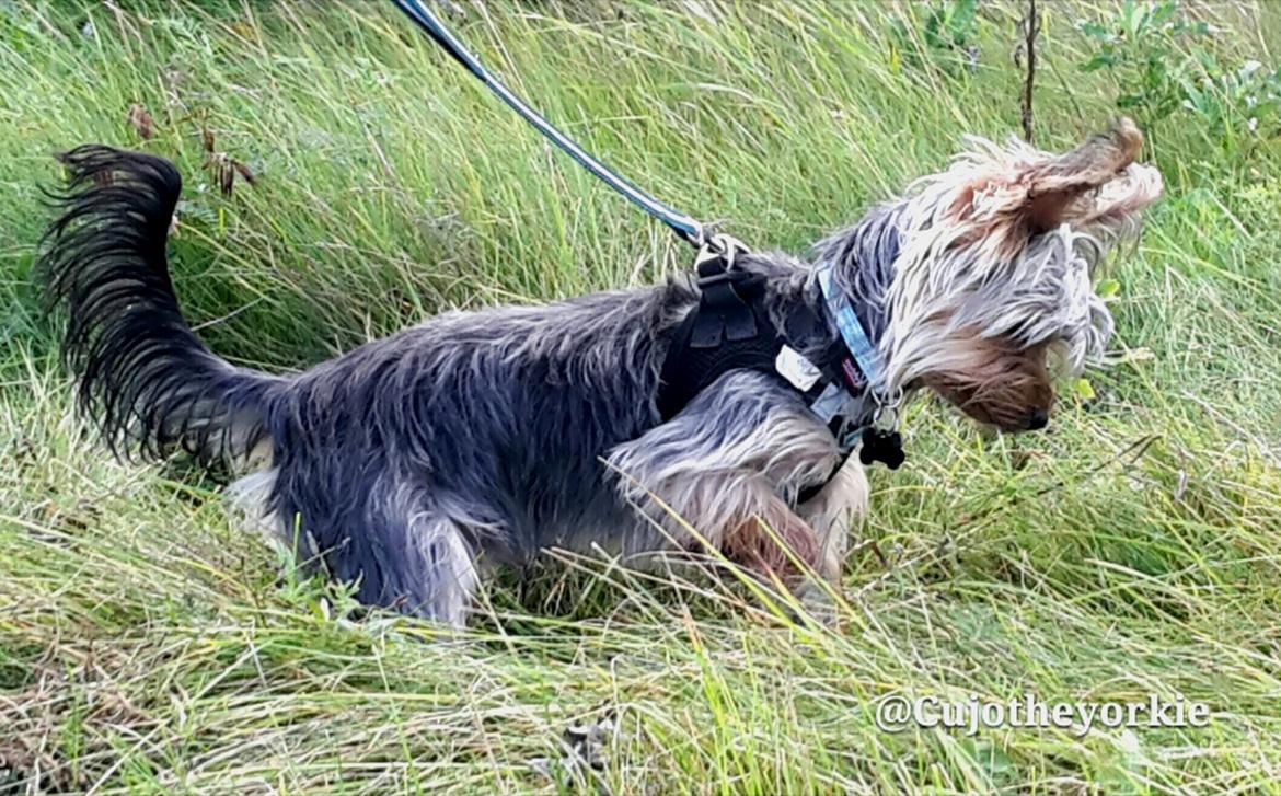 Yorkshire terrier Cujo billede 50