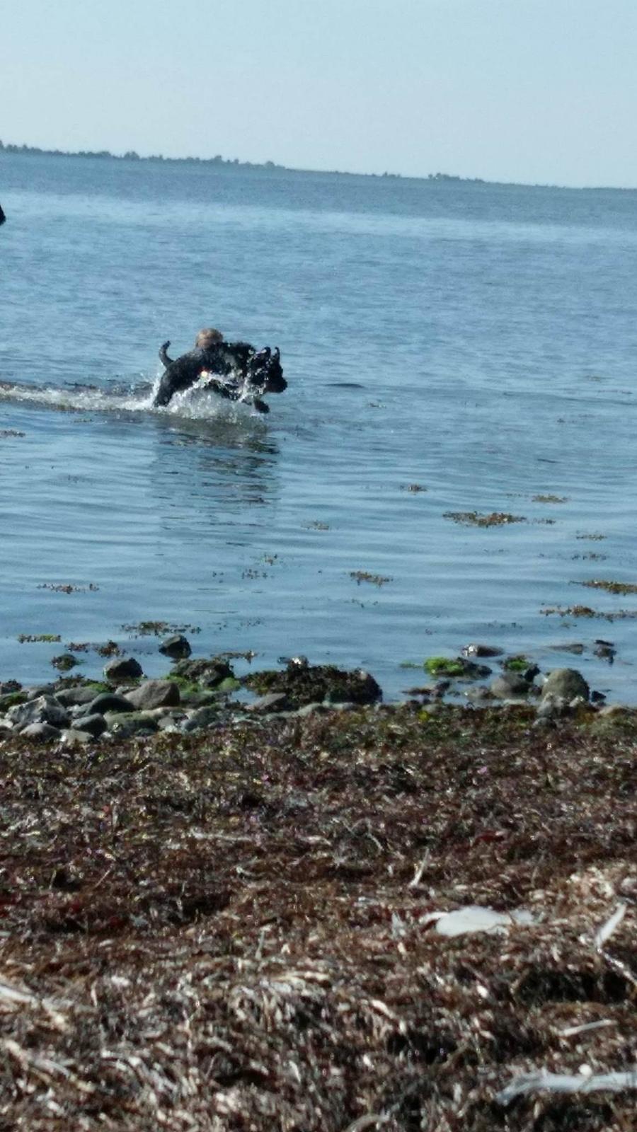 Rottweiler Kayla billede 38