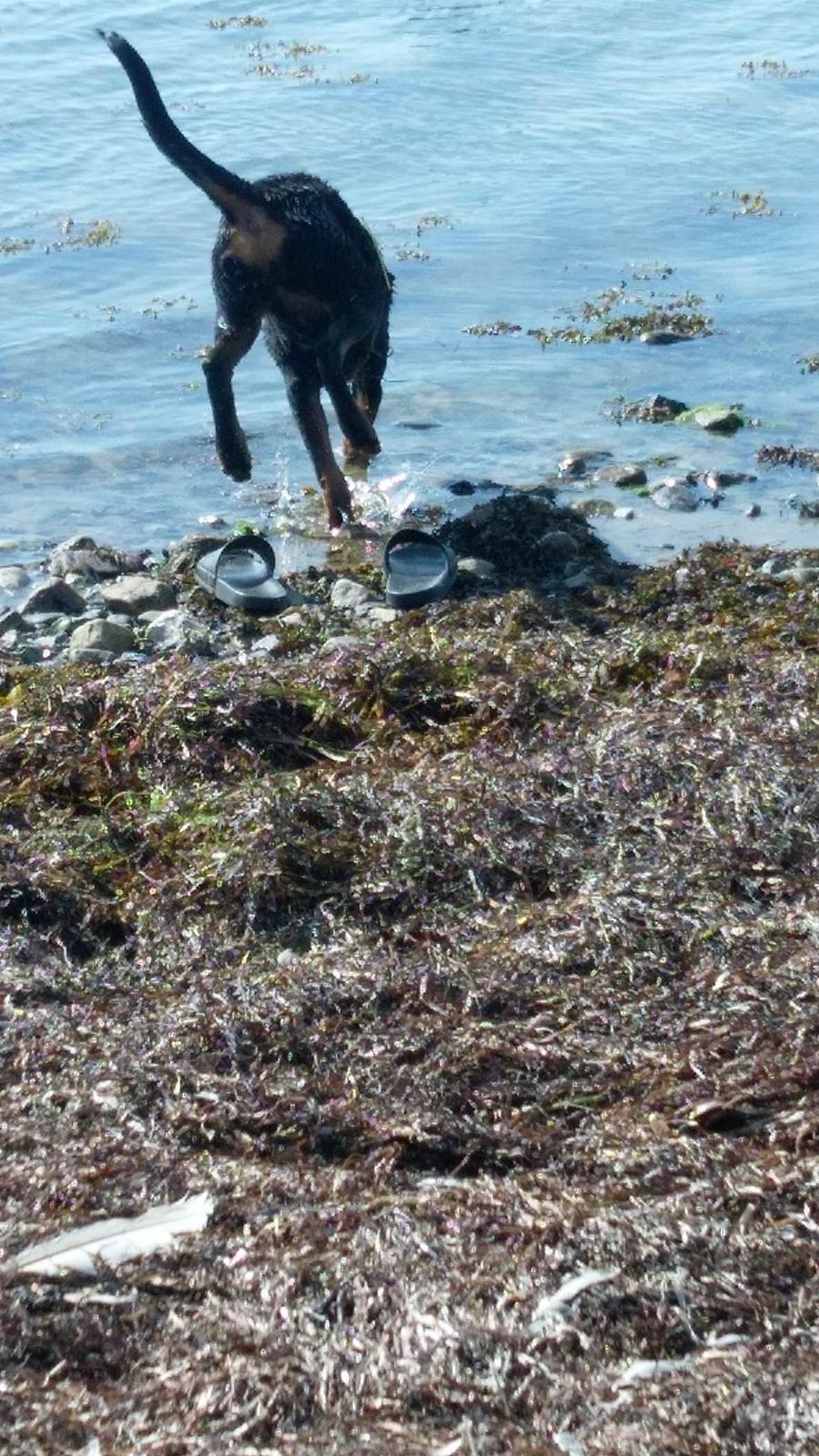 Rottweiler Kayla billede 39