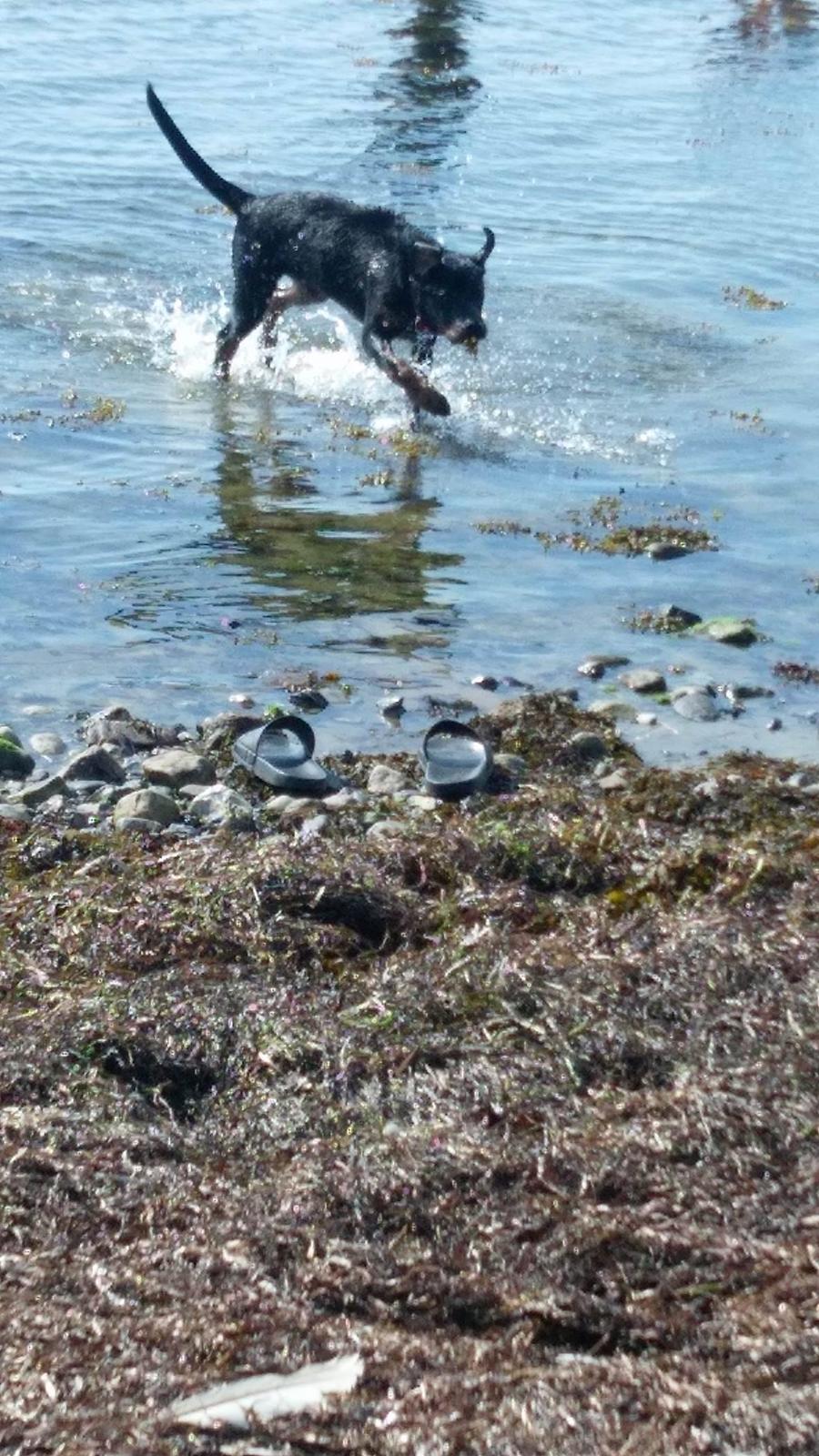 Rottweiler Kayla billede 40