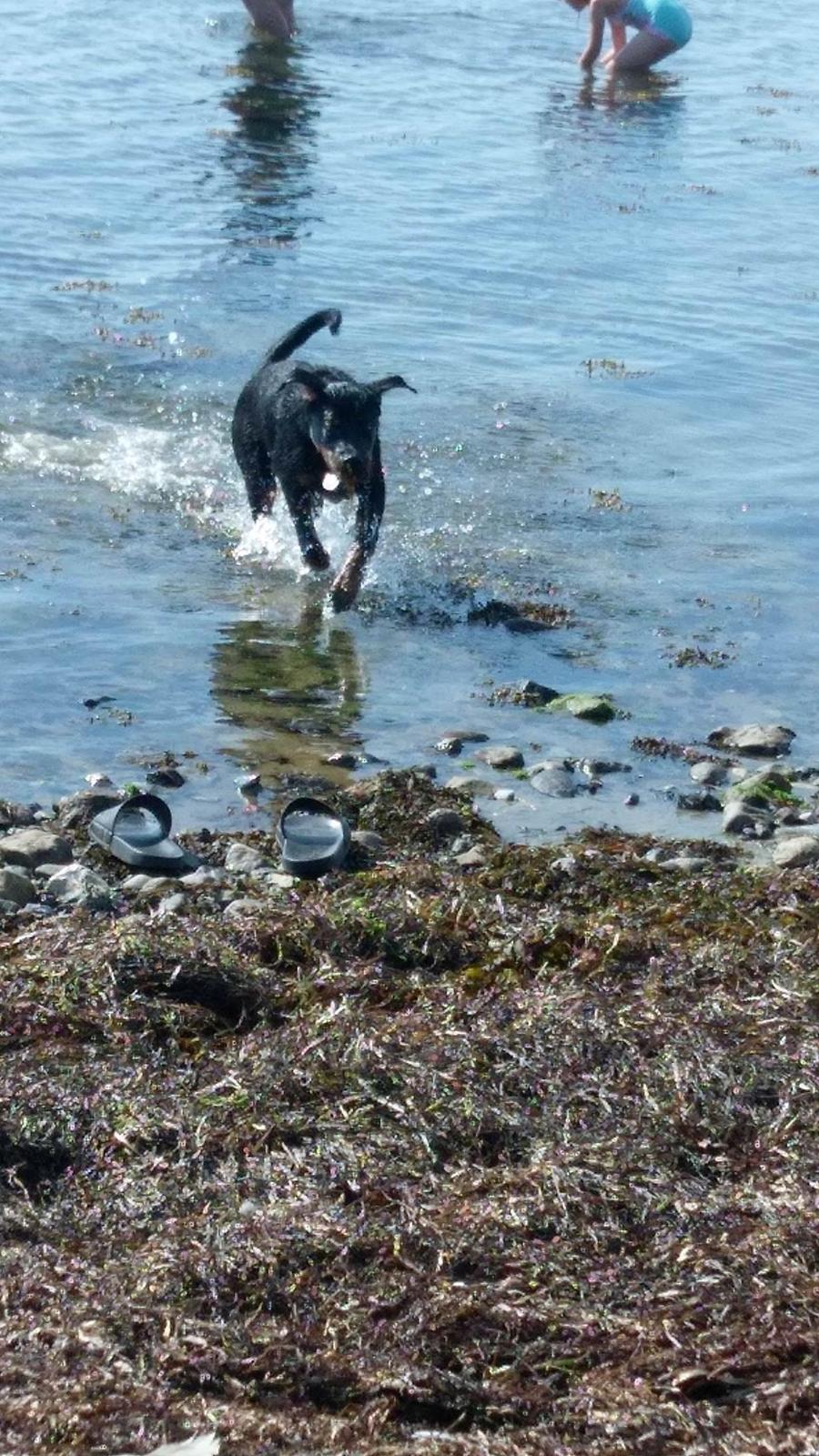 Rottweiler Kayla billede 43