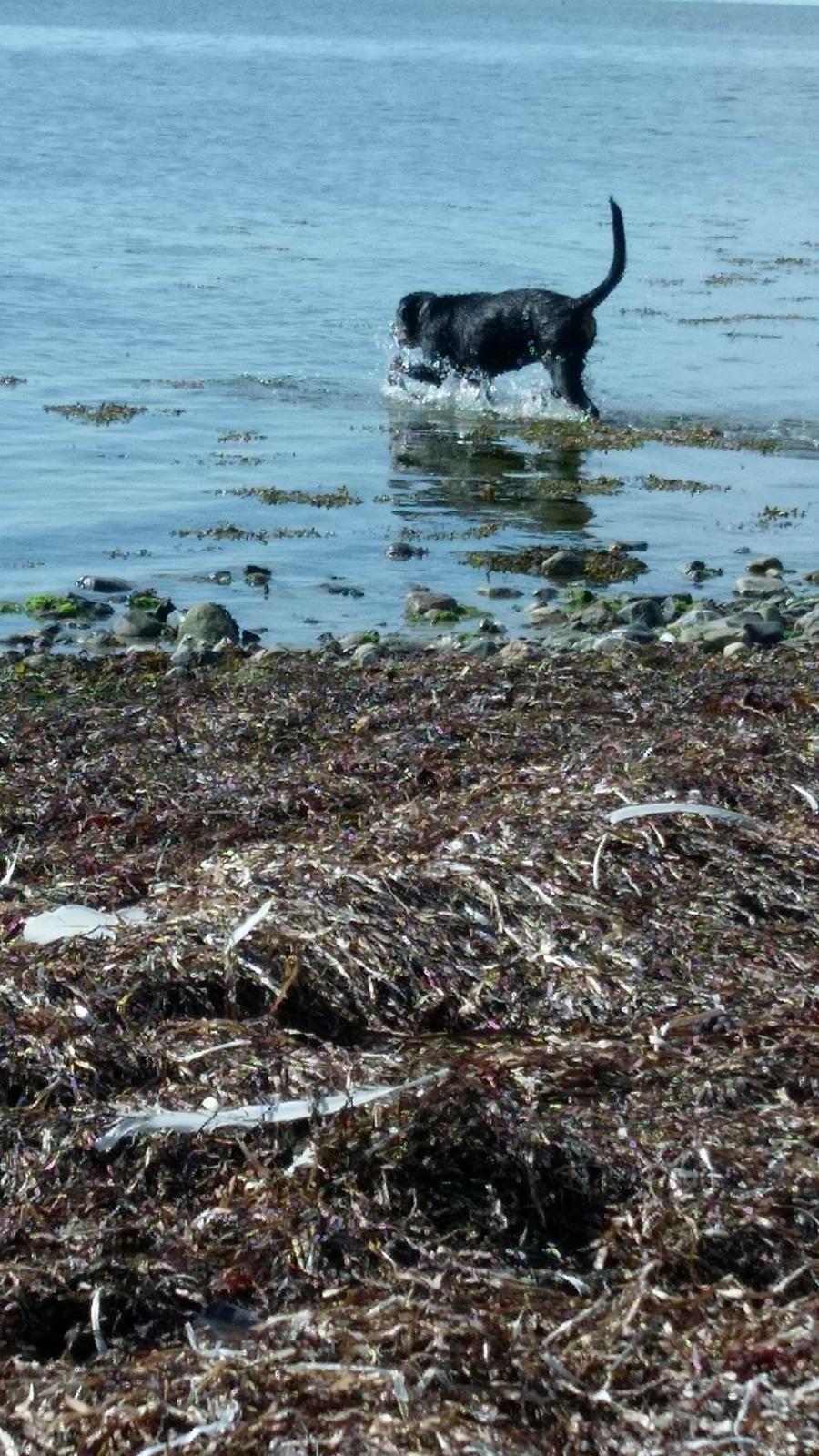 Rottweiler Kayla billede 44