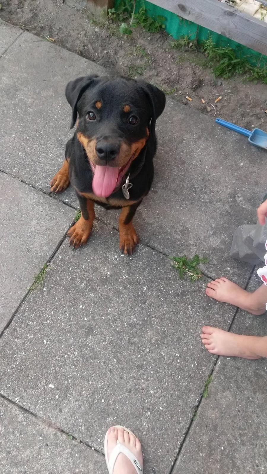 Rottweiler Kayla billede 45