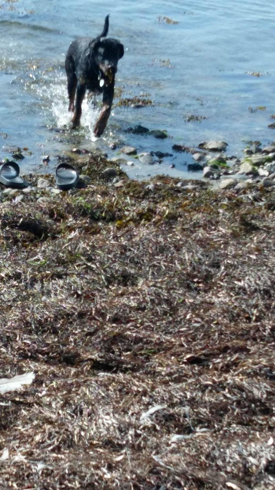 Rottweiler Kayla billede 46