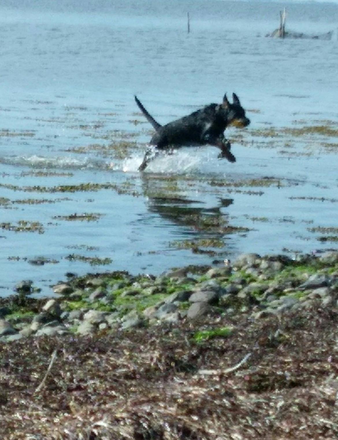 Rottweiler Kayla billede 47