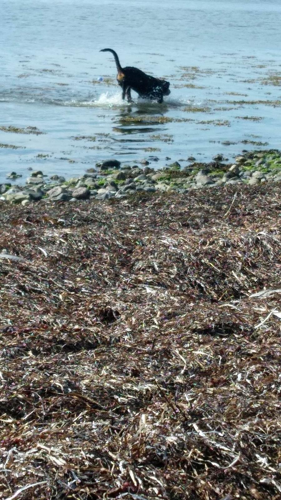 Rottweiler Kayla billede 37